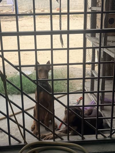 Doberman pure