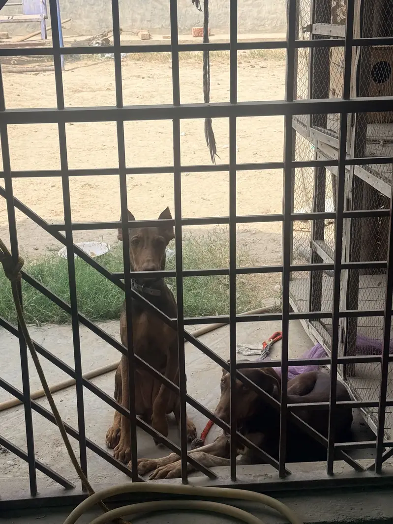 Doberman pure