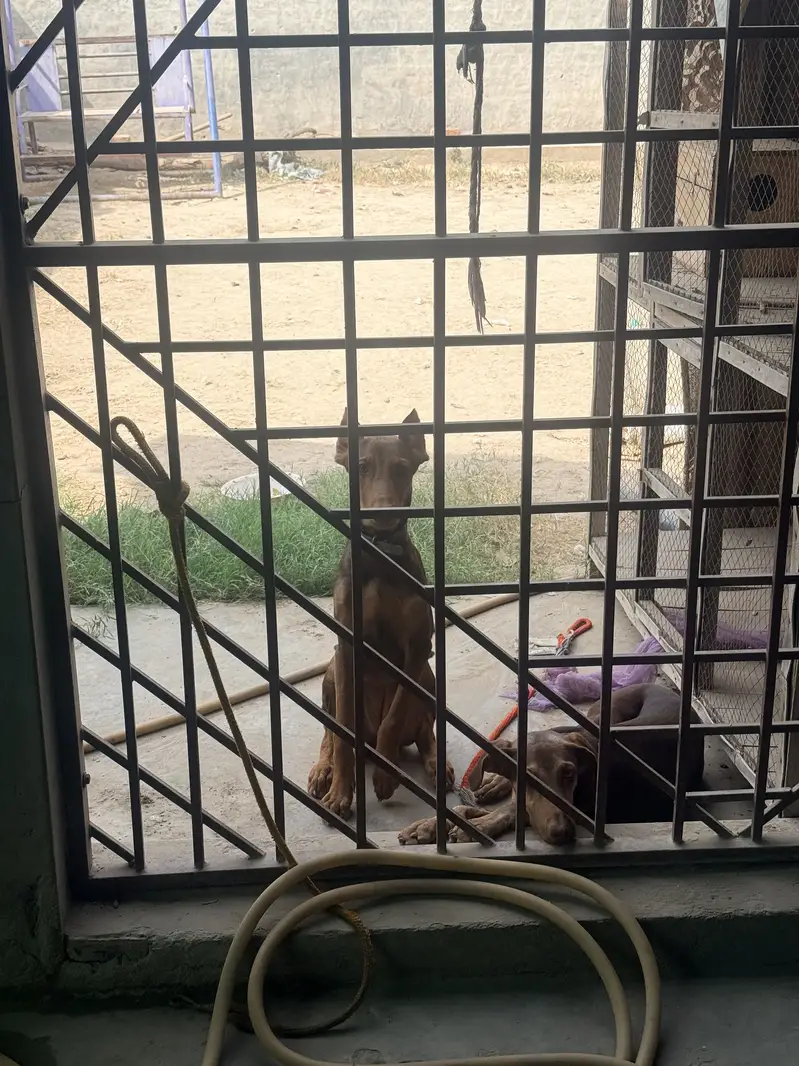 Doberman pure — photo 2