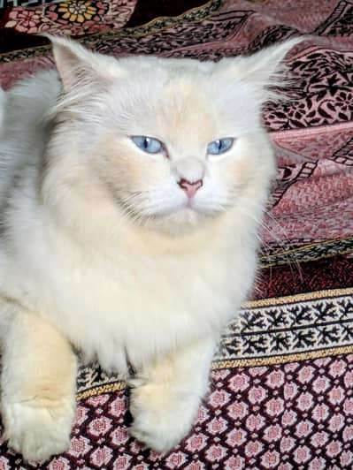 Persian cat