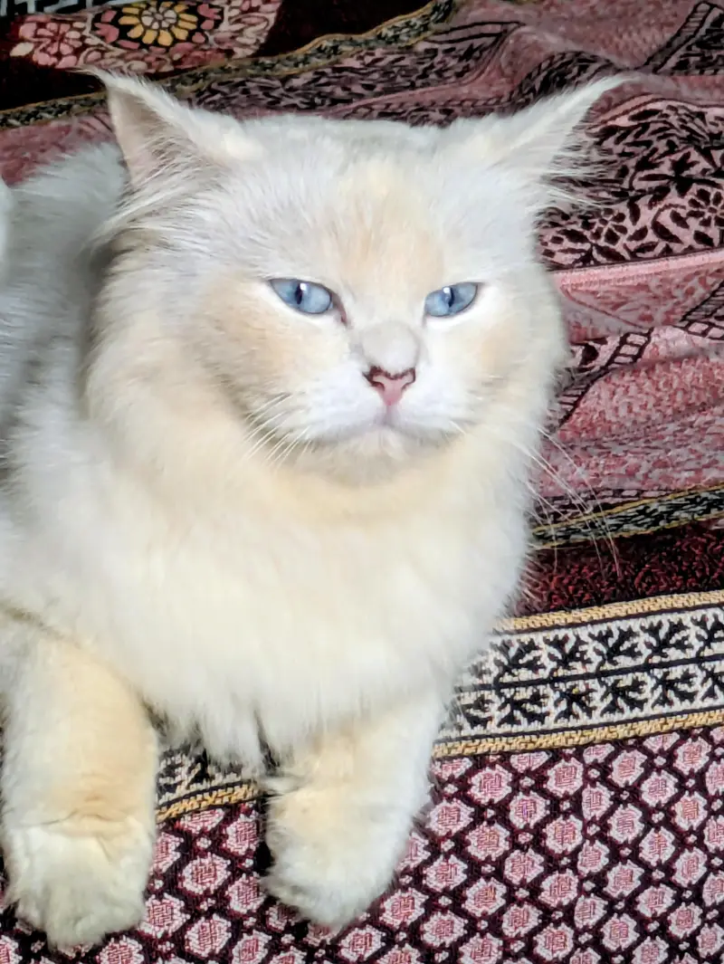 Persian cat
