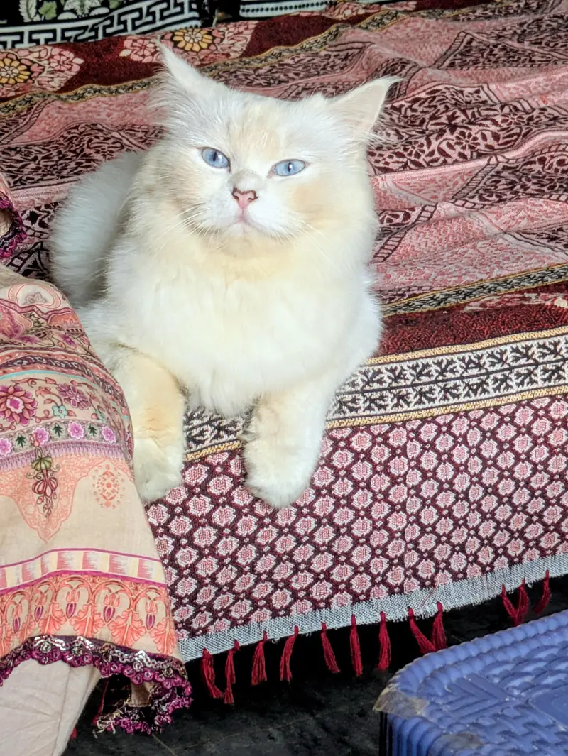 Persian cat — photo 2