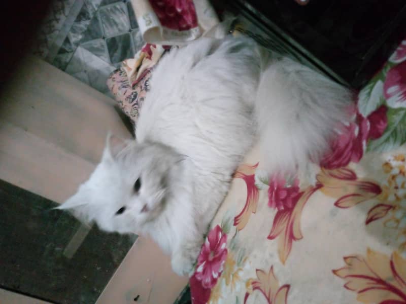 Persian cat 2