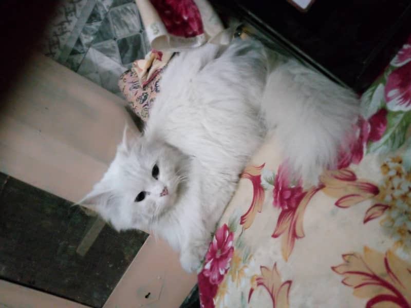 Persian cat 3