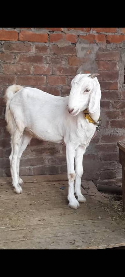 dasi bakri gaban path 03098289032