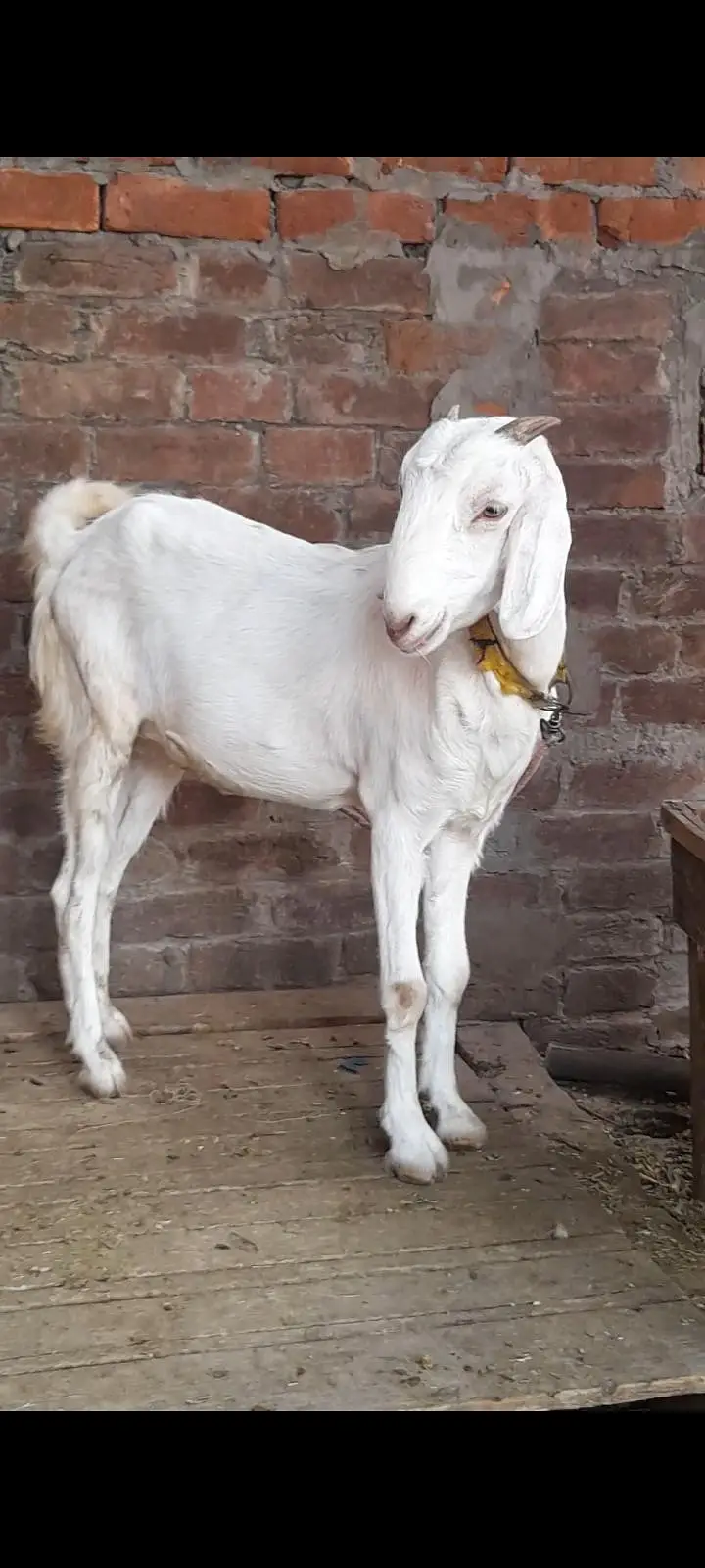 dasi bakri gaban path 03098289032