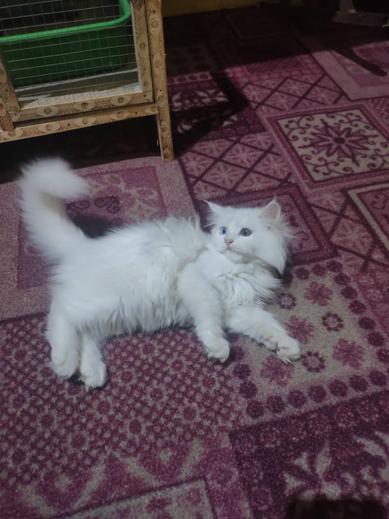 white cat 0