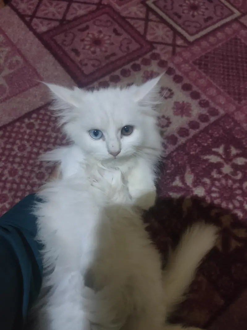 white cat — photo 2