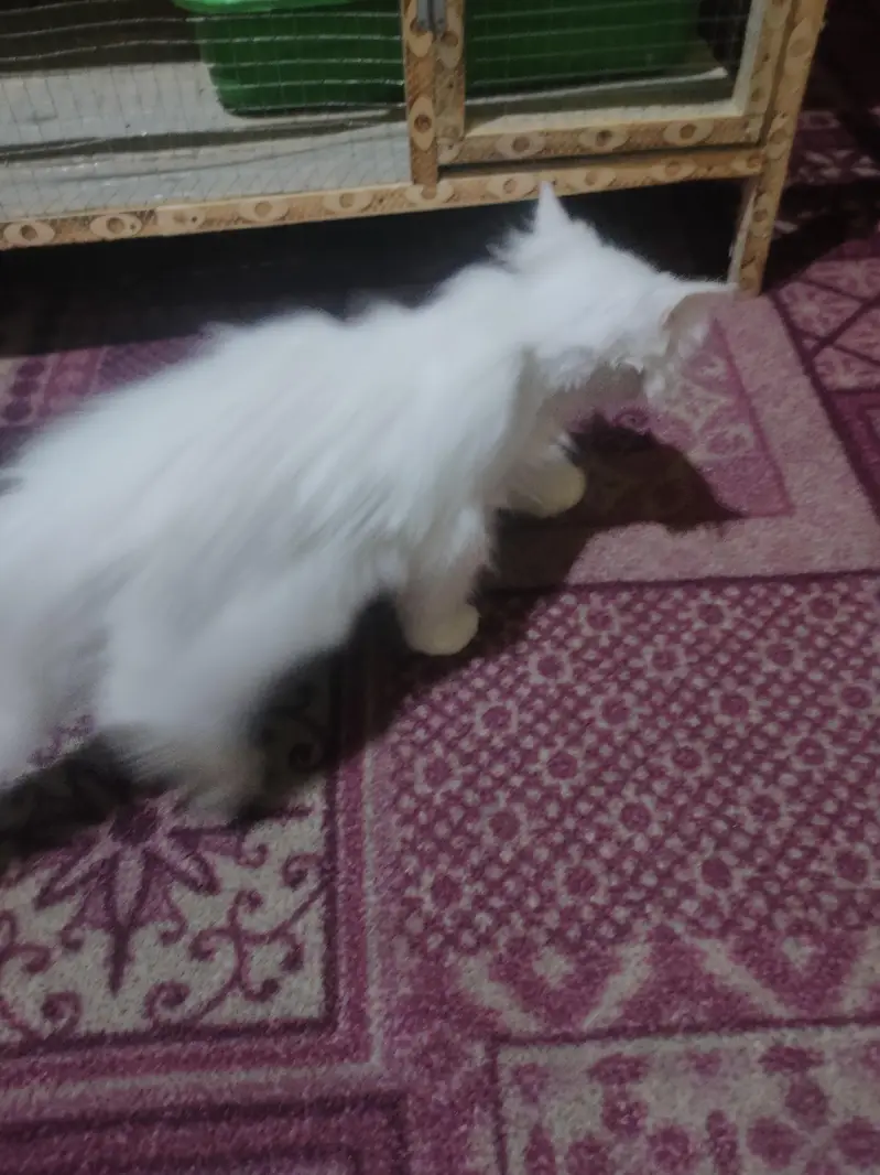 white cat — photo 3