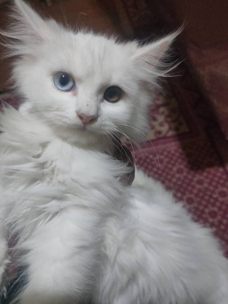white cat 3