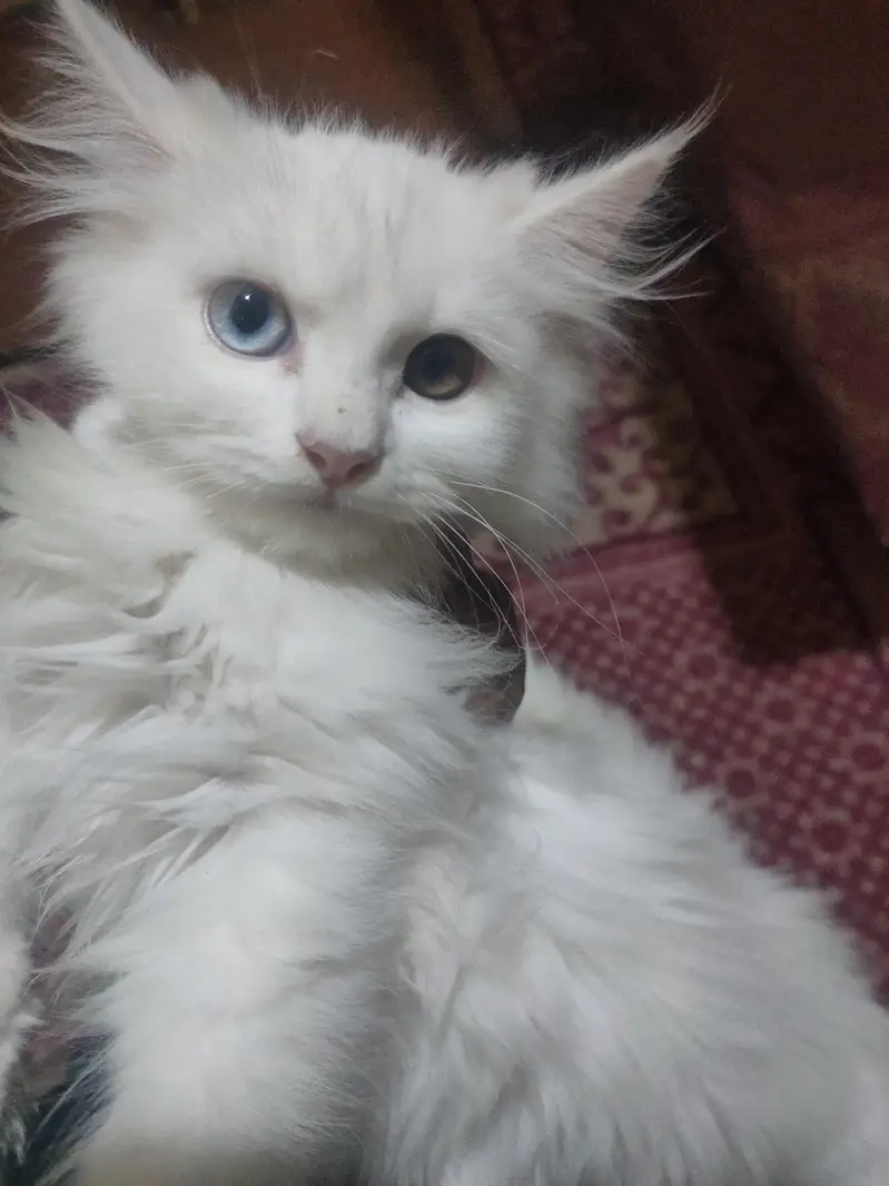 white cat — photo 4