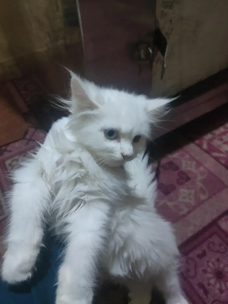 white cat — photo 5