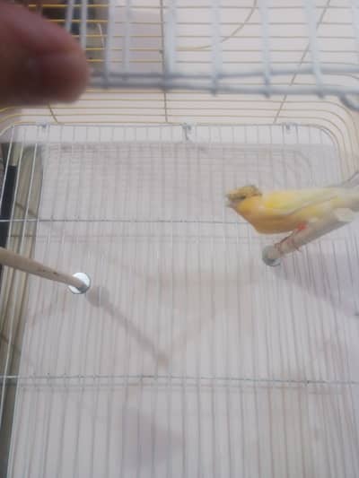 Crusted lemon Male