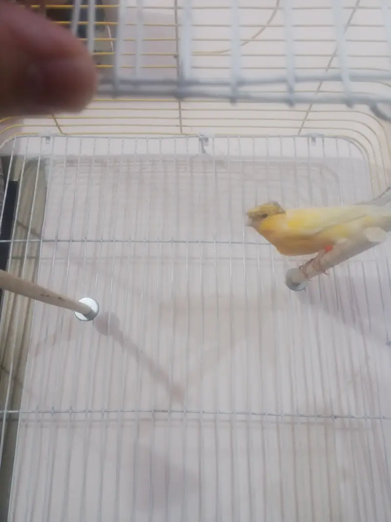 Crusted lemon Male