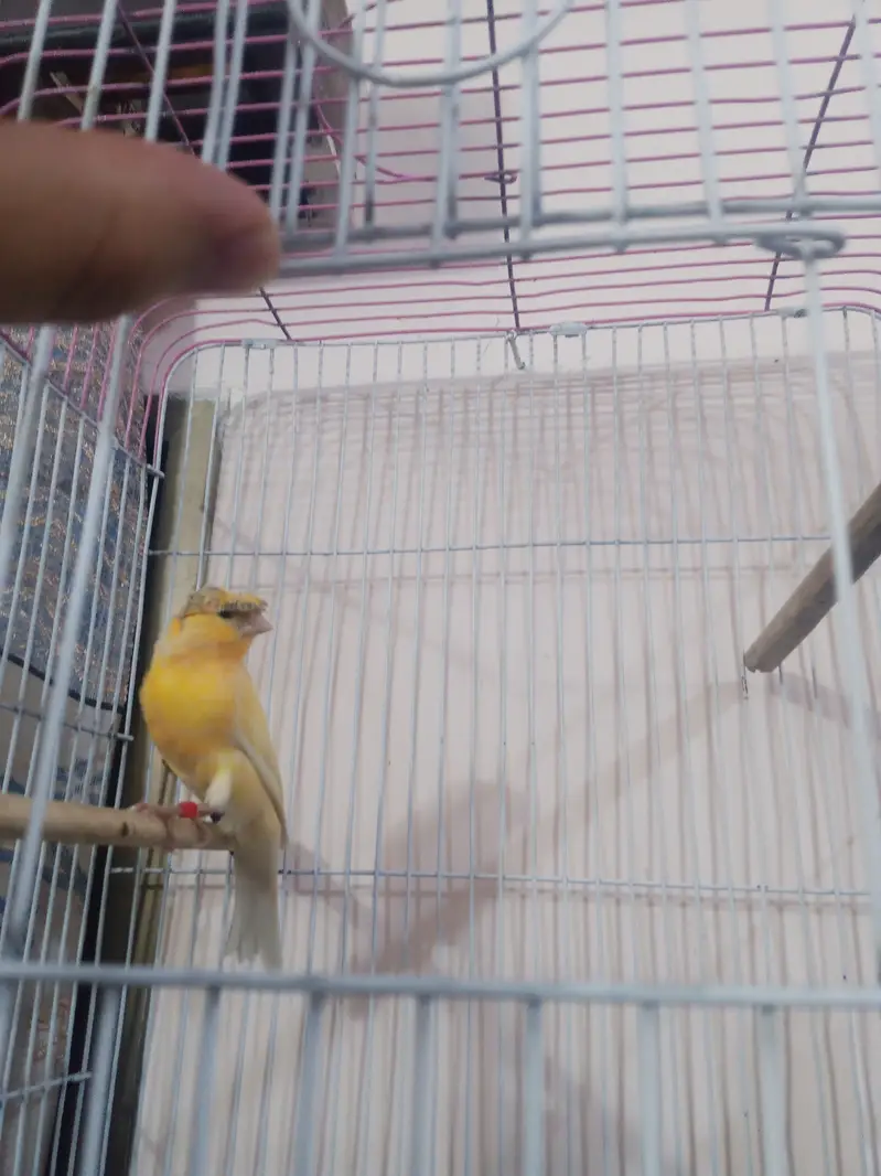 Crusted lemon Male — photo 3