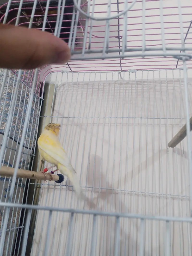 Crusted lemon Male — photo 5