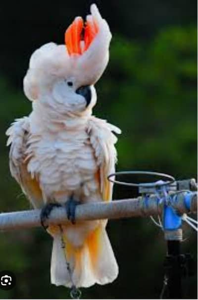 mulocan Cacatoo Super Tame Available For Sale 0316 4755074