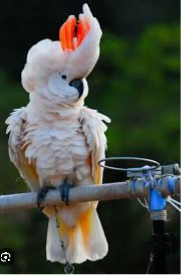mulocan Cacatoo Super Tame Available For Sale 0316 4755074