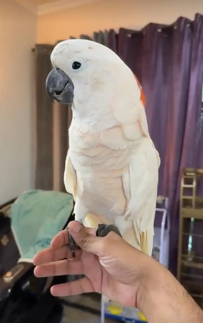 mulocan Cacatoo Super Tame Available For Sale 0316 4755074 — photo 3