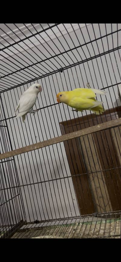 love birds breeders pair