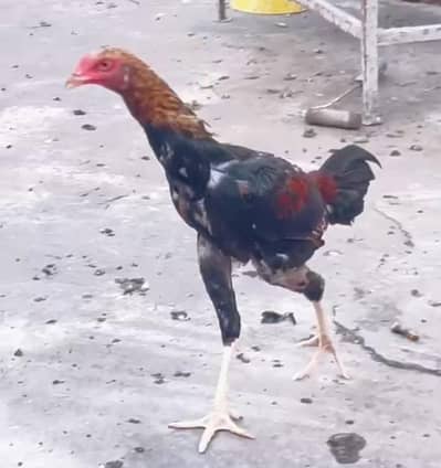 aseel thai cross patha 03196643103