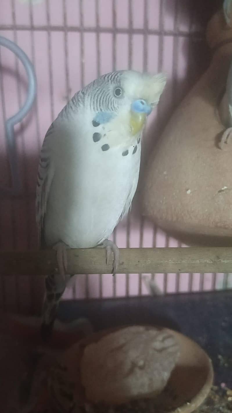 breeder pairs 0