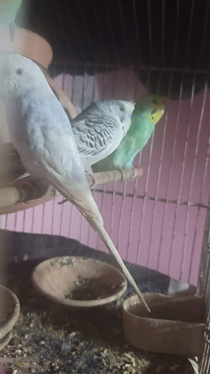 breeder pairs 2