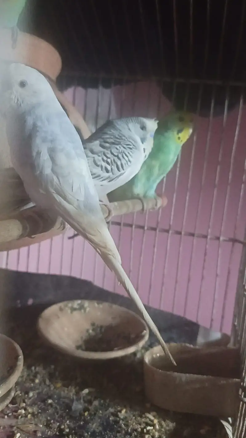 breeder pairs — photo 3