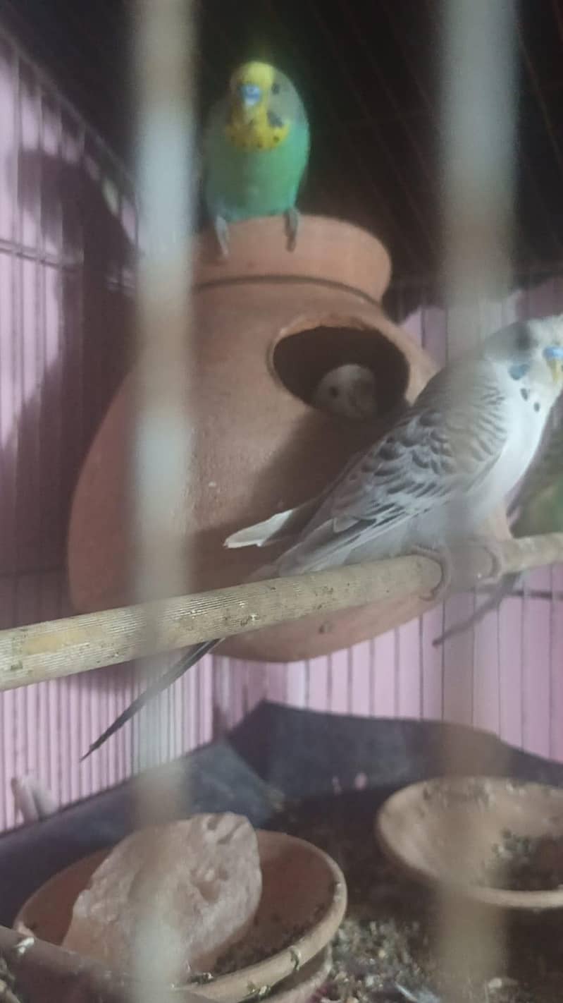 breeder pairs 3