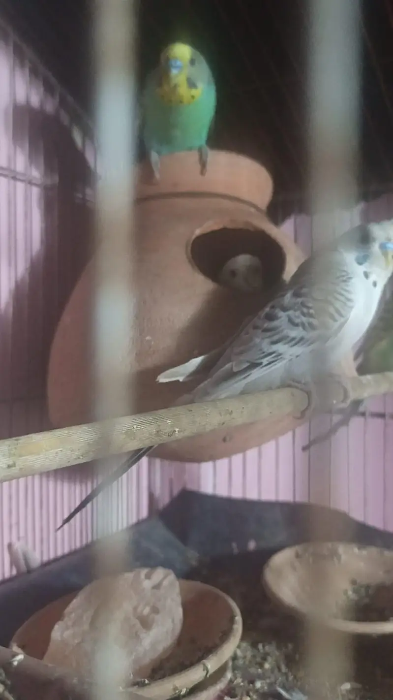breeder pairs — photo 4