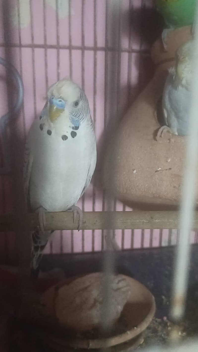 breeder pairs 4
