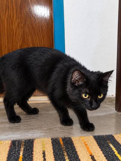 3 Months Old Persian Male Kitten for Sale