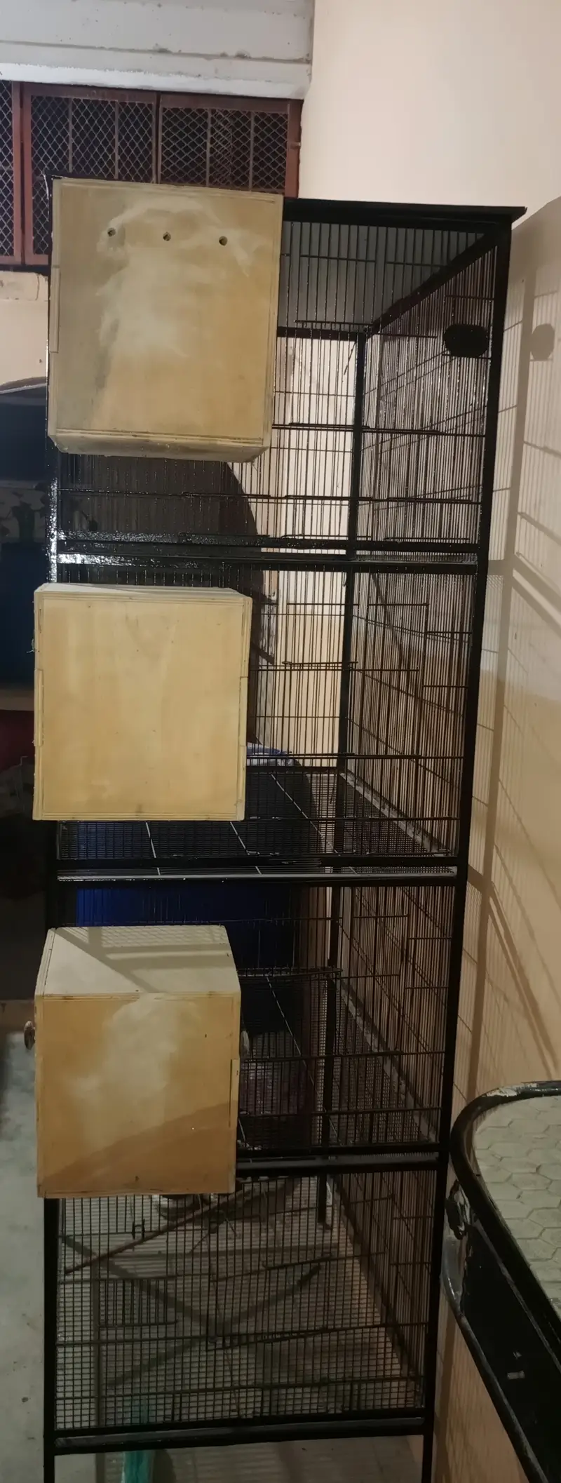 Iron cage for birds cocktails fishers Australian parot — photo 3
