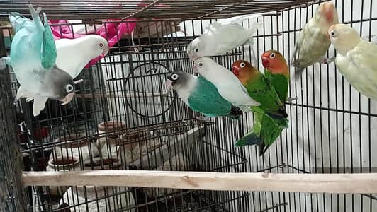 some love bird pairs