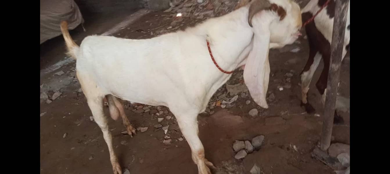Bakra breader 0