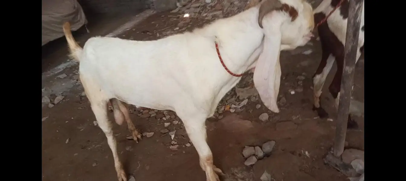 Bakra breader — photo 2