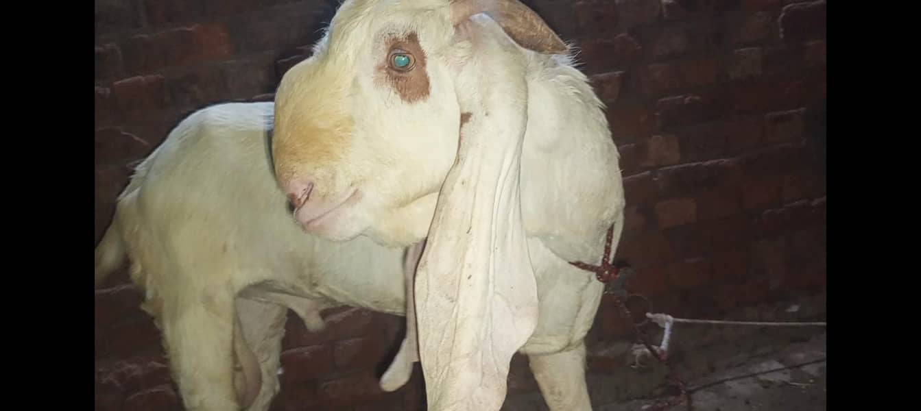 Bakra breader 2