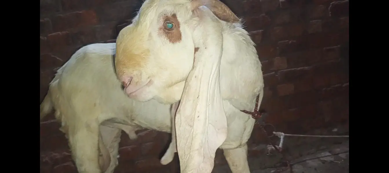 Bakra breader — photo 3