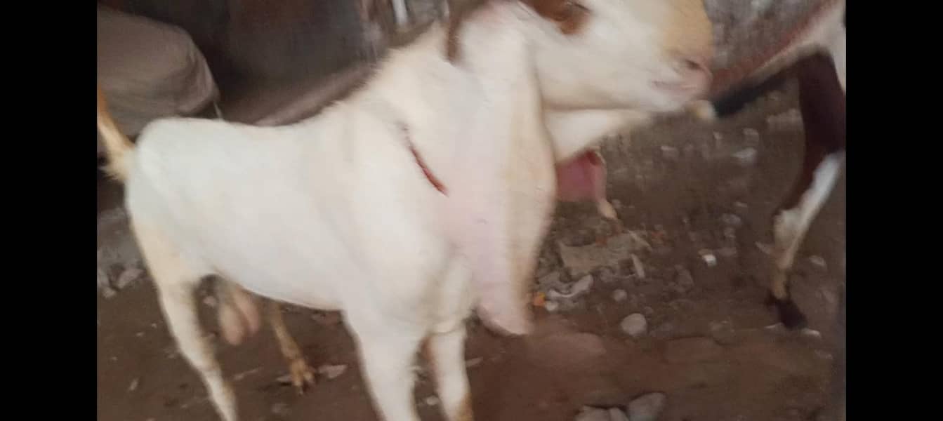 Bakra breader 3