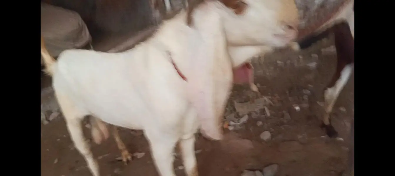 Bakra breader — photo 4