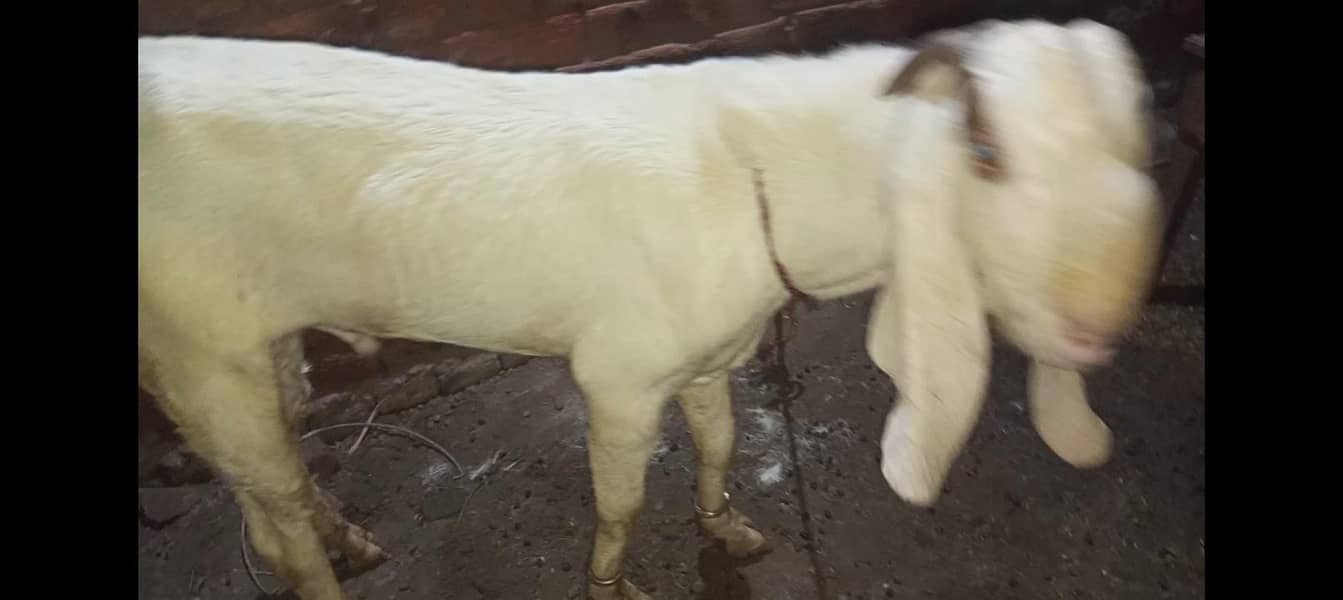 Bakra breader 4