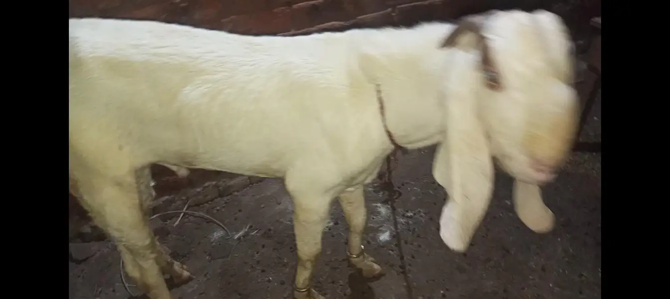 Bakra breader — photo 5