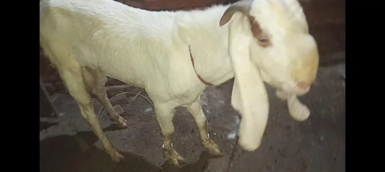 Bakra breader — photo 6