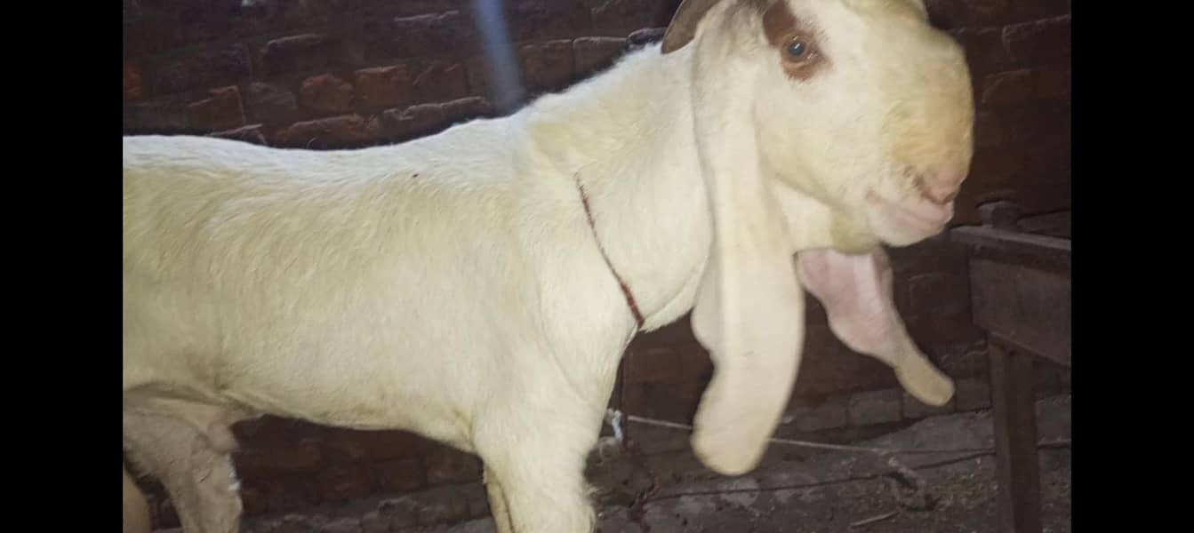 Bakra breader 6