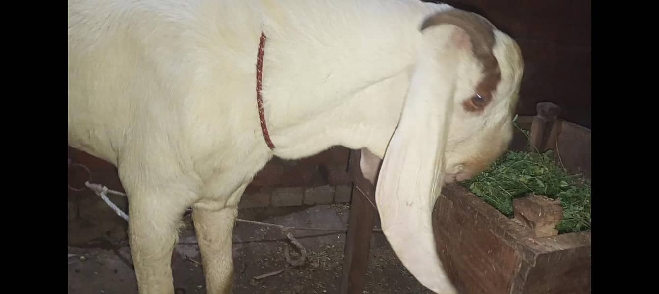 Bakra breader 7