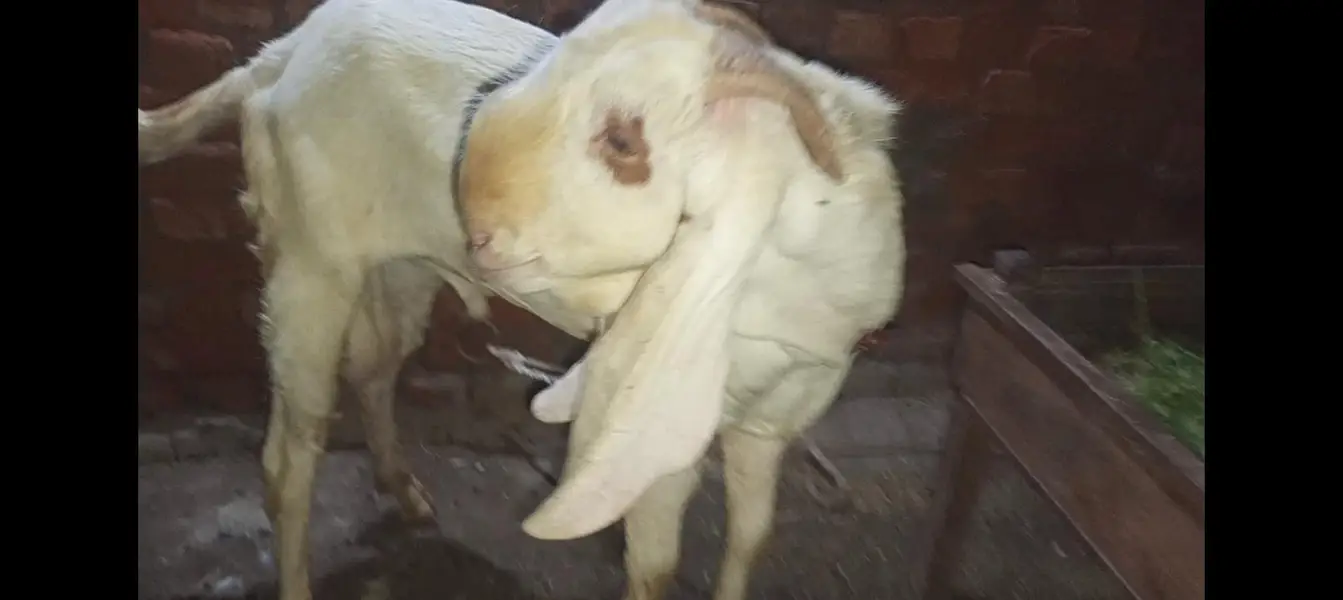 Bakra breader — photo 9