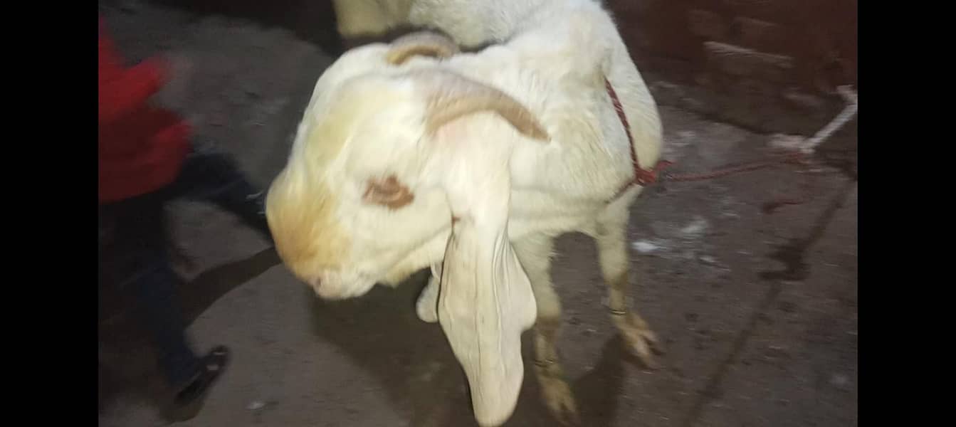Bakra breader 9