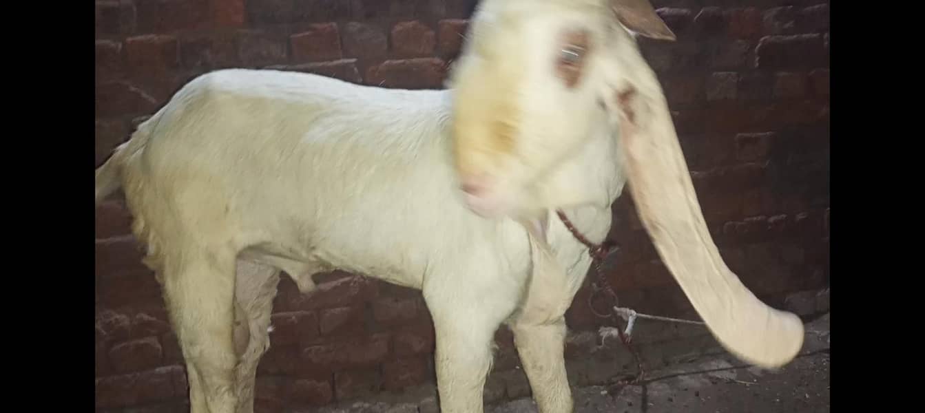 Bakra breader 10
