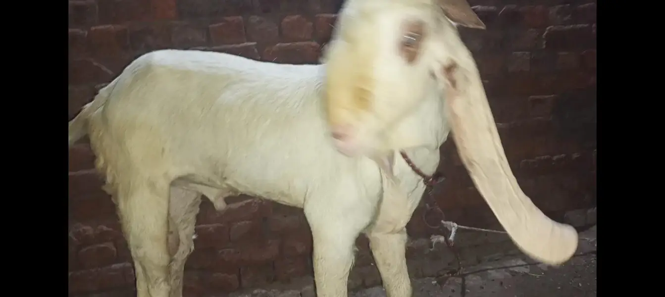 Bakra breader — photo 11