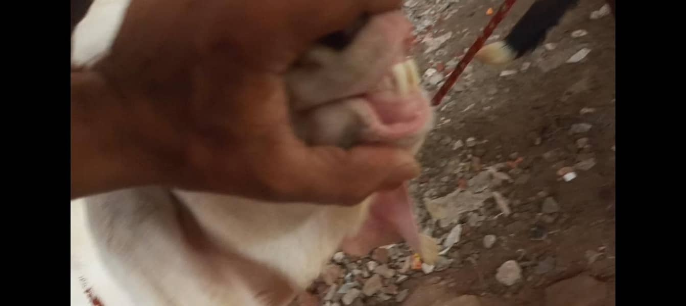 Bakra breader 11